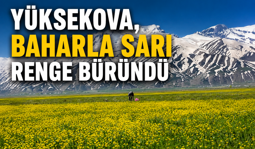 Yüksekova, baharla sarı renge büründü