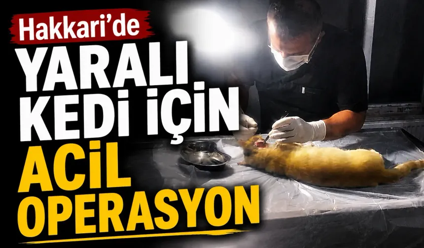 Hakkari’de yaralı kedi için acil operasyon