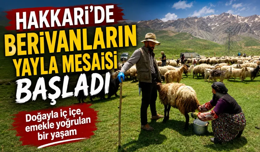 Hakkari'de berivanların yayla mesaisi başladı