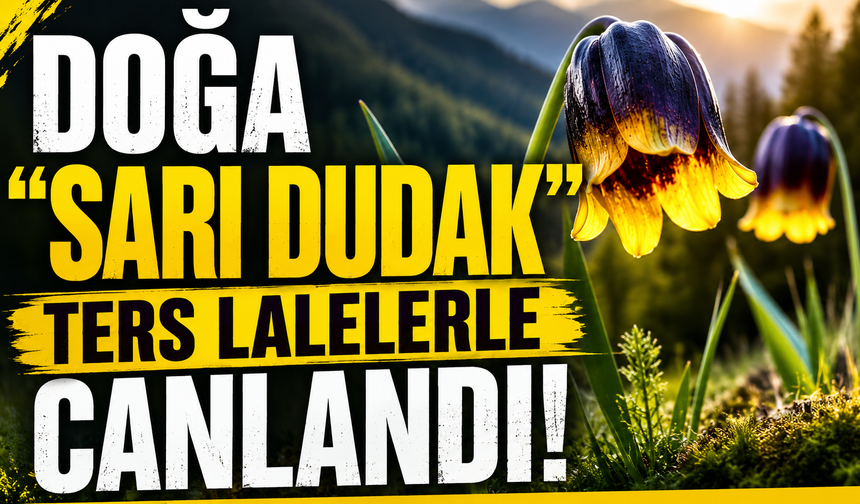 Doğa “sarı dudak” ters lalelerle canlandı