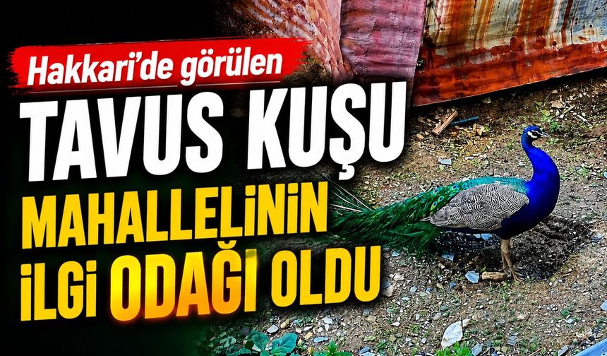 Hakkari’de görülen Tavus Kuşu vatandaşın ilgi odağı oldu