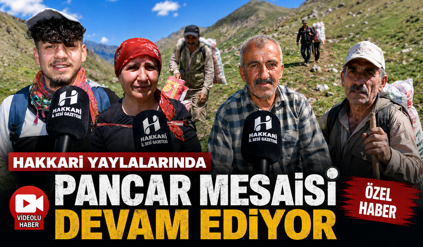 Hakkari yaylalarında pancar mesaisi devam ediyor