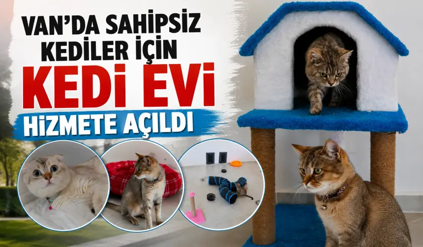 Van'da sahipsiz kediler için Kedi Evi hizmete açıldı