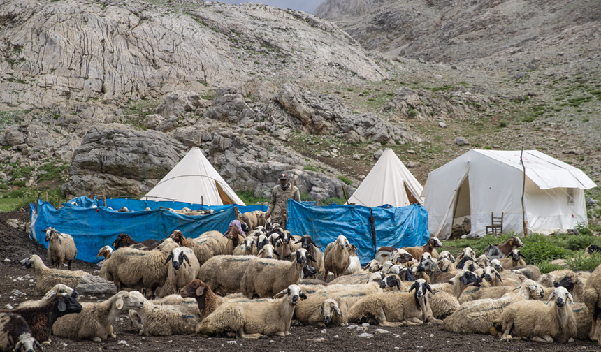 Tunceli'de 3 bin metre rakımda "peynir" mesaisi
