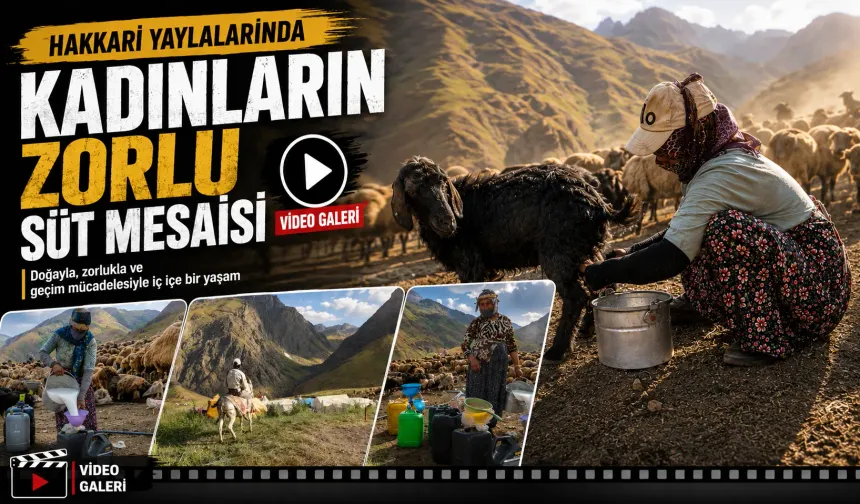 Hakkari yaylalarında kadınların zorlu süt mesaisi
