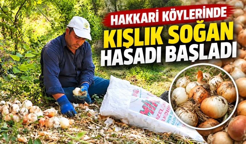 Hakkari köylerinde kışlık soğan hasadı başladı