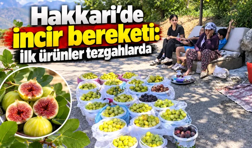 Hakkari’de incir bereketi: İlk ürünler tezgahlarda