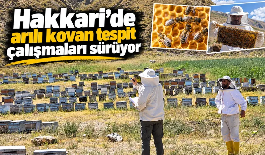 Hakkari’de arılı kovan tespit çalışmaları sürüyor