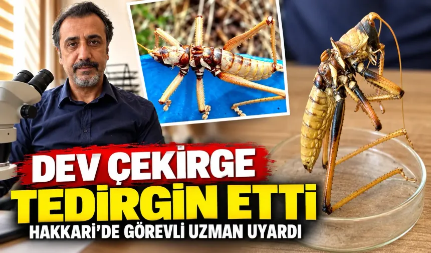 Dev çekirge tedirgin etti, Hakkari'de görevli uzman uyardı