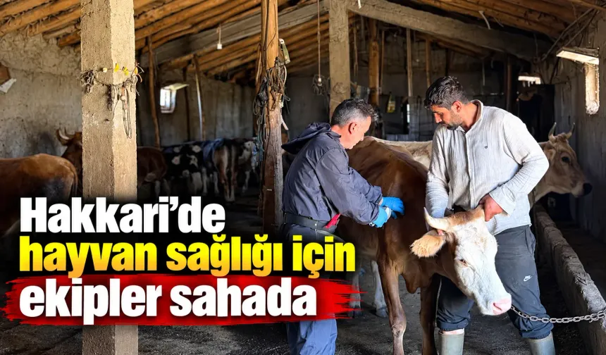Hakkari’de hayvan sağlığı için ekipler sahada
