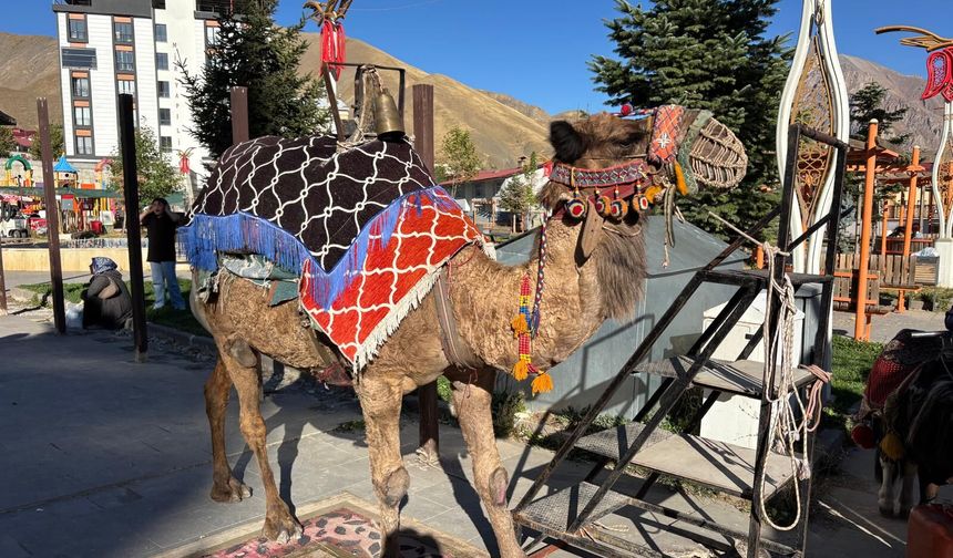 Develer Hakkari’ye geldi, vatandaşlar yoğun ilgi gösterdi