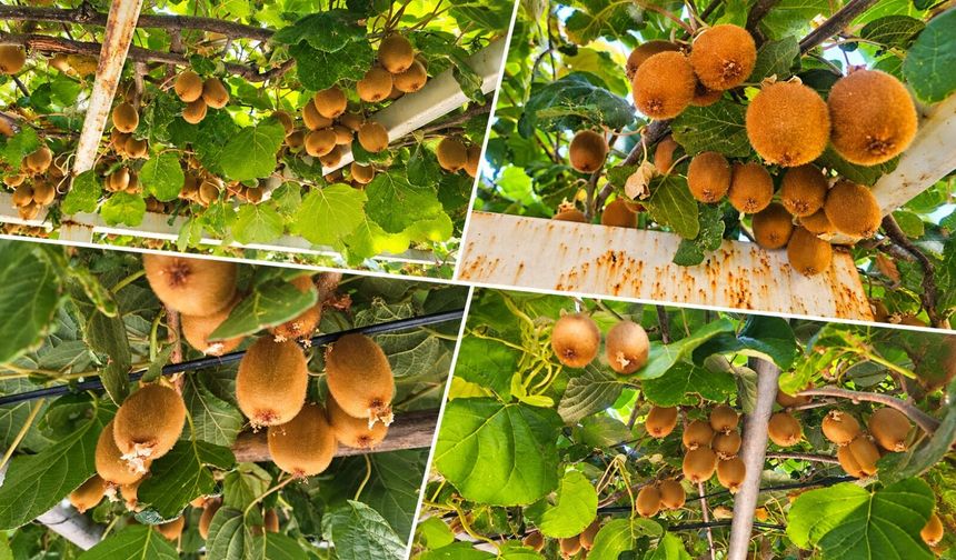 12 yıllık emek meyvesini verdi: Çukurca’da kivi yetiştirdi