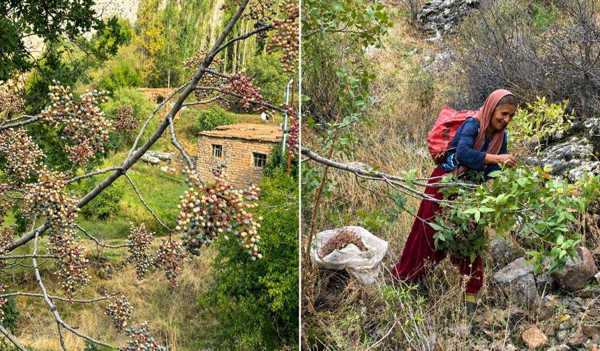 Hakkari’de menengiçler tek tek toplanıyor, gelenek yaşatılıyor