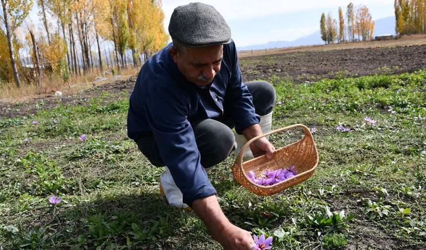 Hakkari’de ilk kez ekildi, kilosu 950 bin lira!