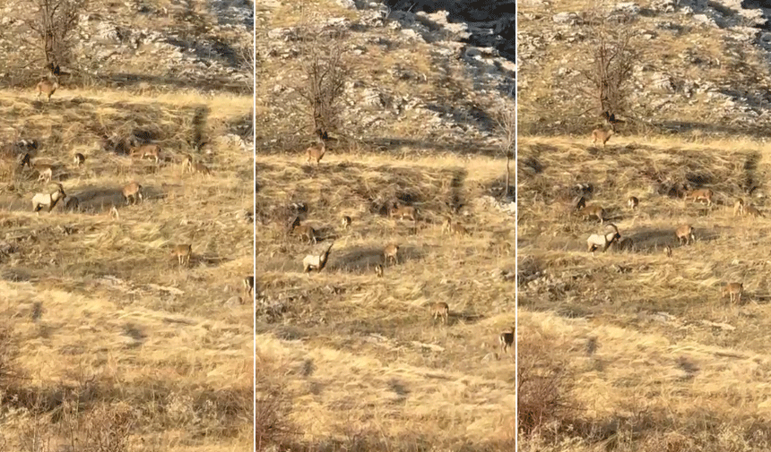 Hakkari'de dağ keçileri sürü halinde görüntülendi