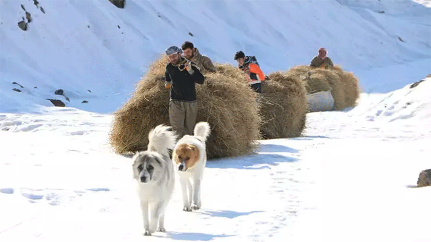 Hakkari dağlarında depolanıyor, kızaklarla taşıyorlar