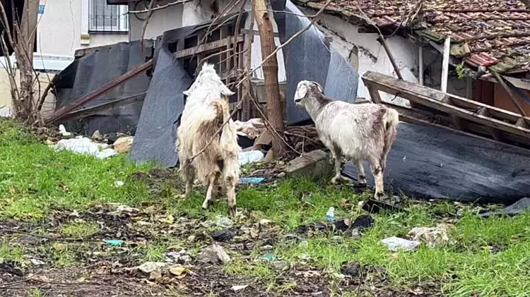 695E018Da322C59Cc785E0Bb