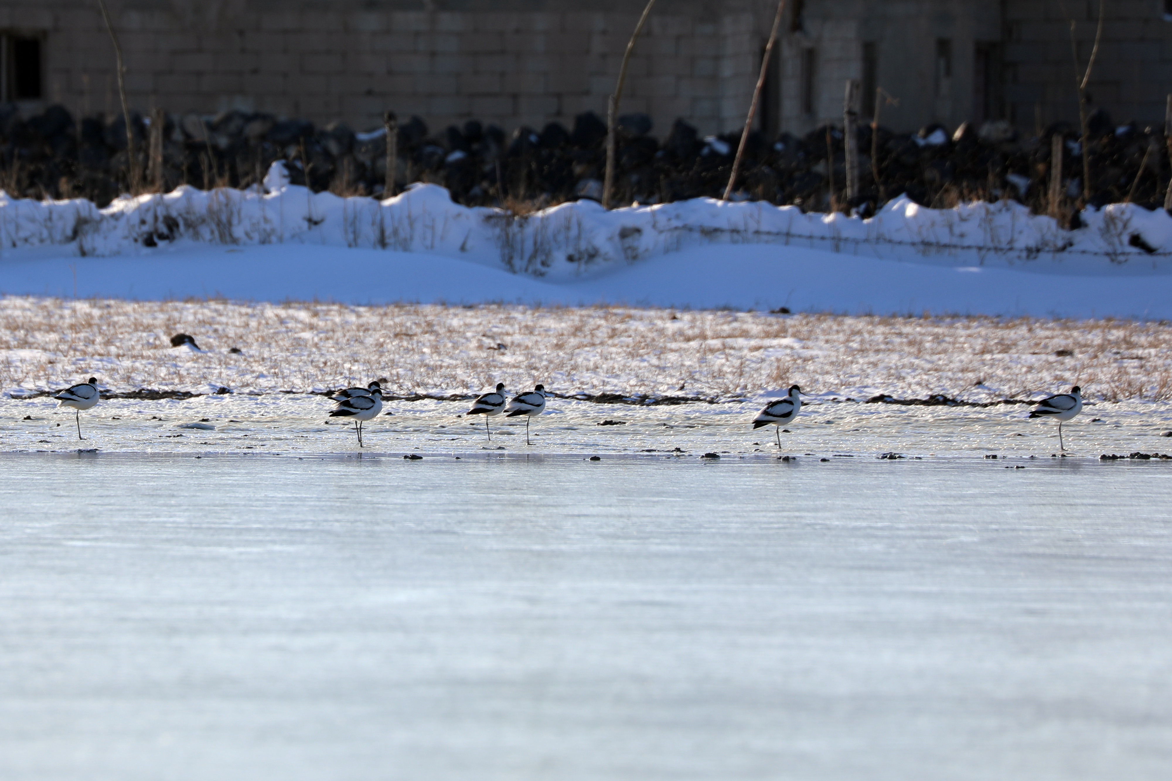 A A 20260107 40183726 40183720 D O G A D A N A D I R G O R U L E N 3 K U S T U R U A G R I D A G I N D A K A Y I T A L T I N A A L I N D I