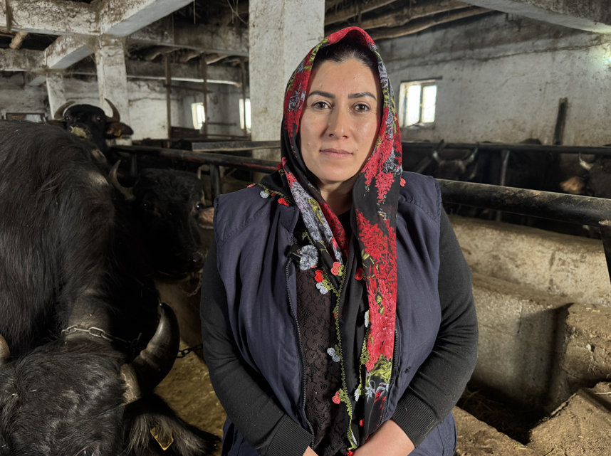 Kadın girişimci devlet desteğiyle manda sayısını arttırdı