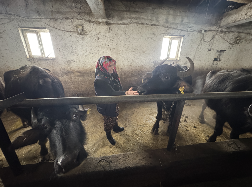 Kadın girişimci devlet desteğiyle manda sayısını arttırdı