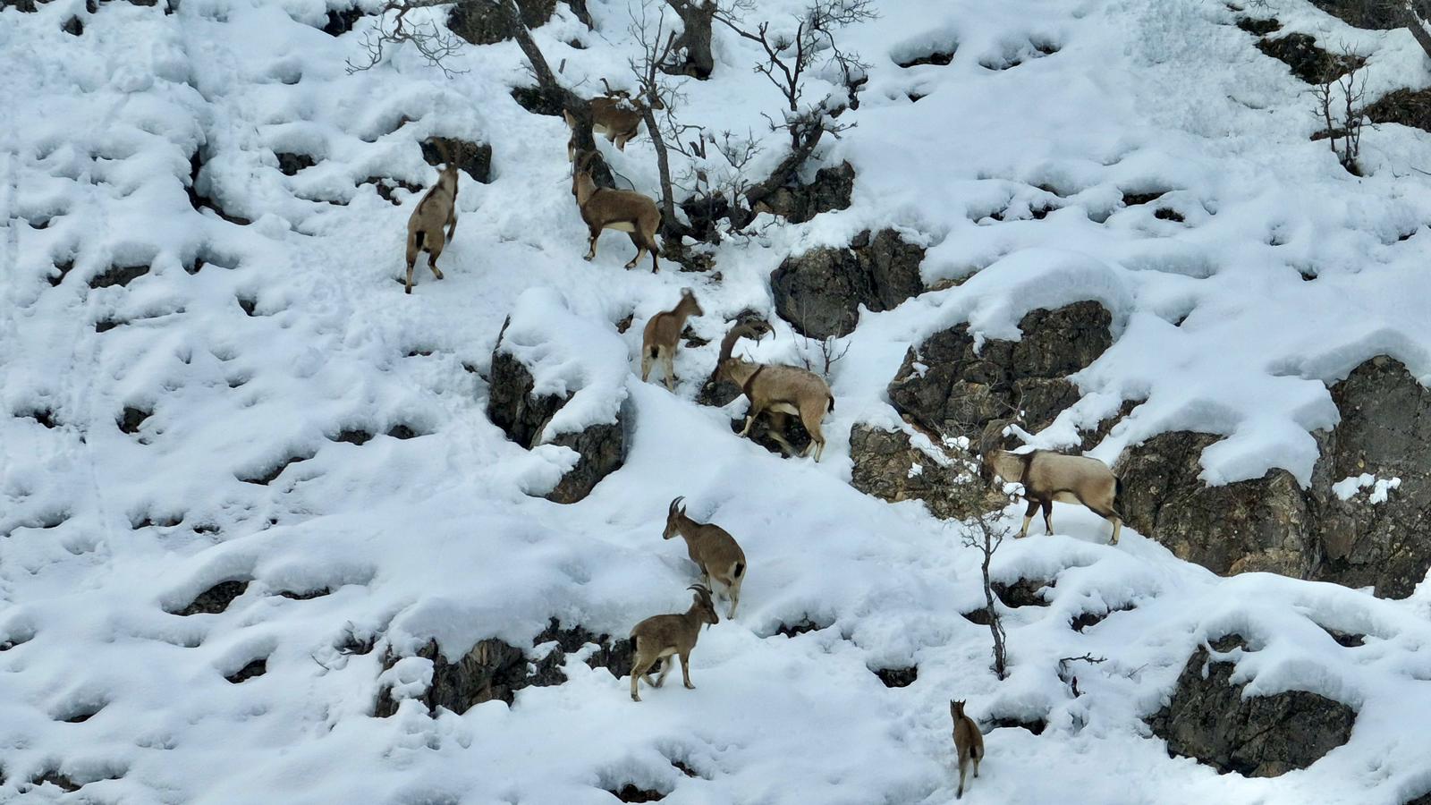 K A R L A K A P L I M U N Z U R V A D I S I N D E Y I Y E C E K A R 1136295 337323