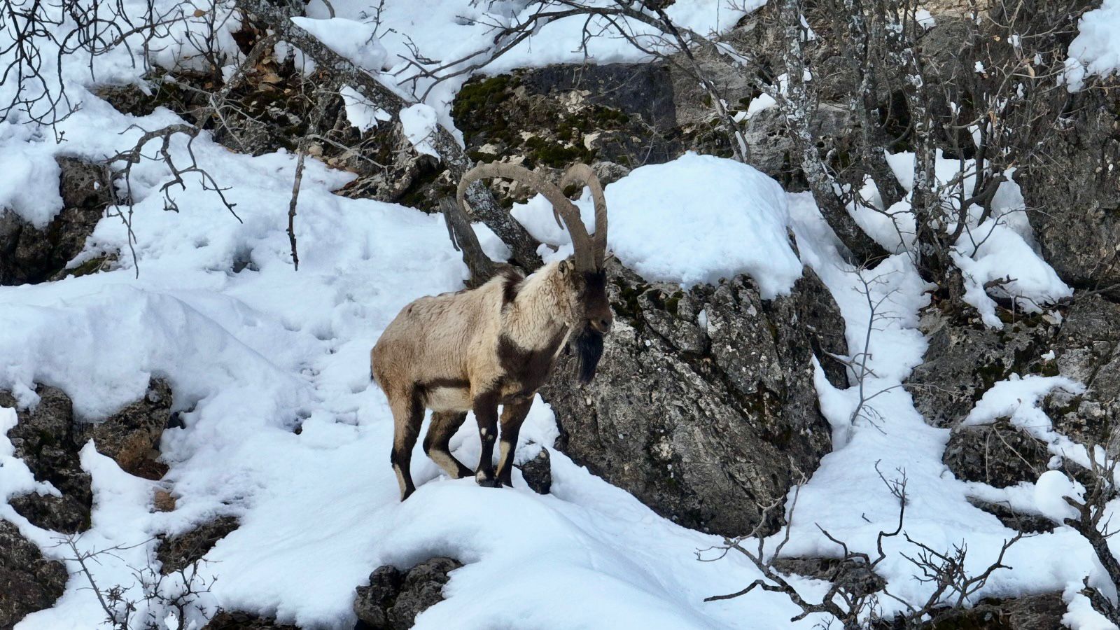 K A R L A K A P L I M U N Z U R V A D I S I N D E Y I Y E C E K A R 1136298 337323