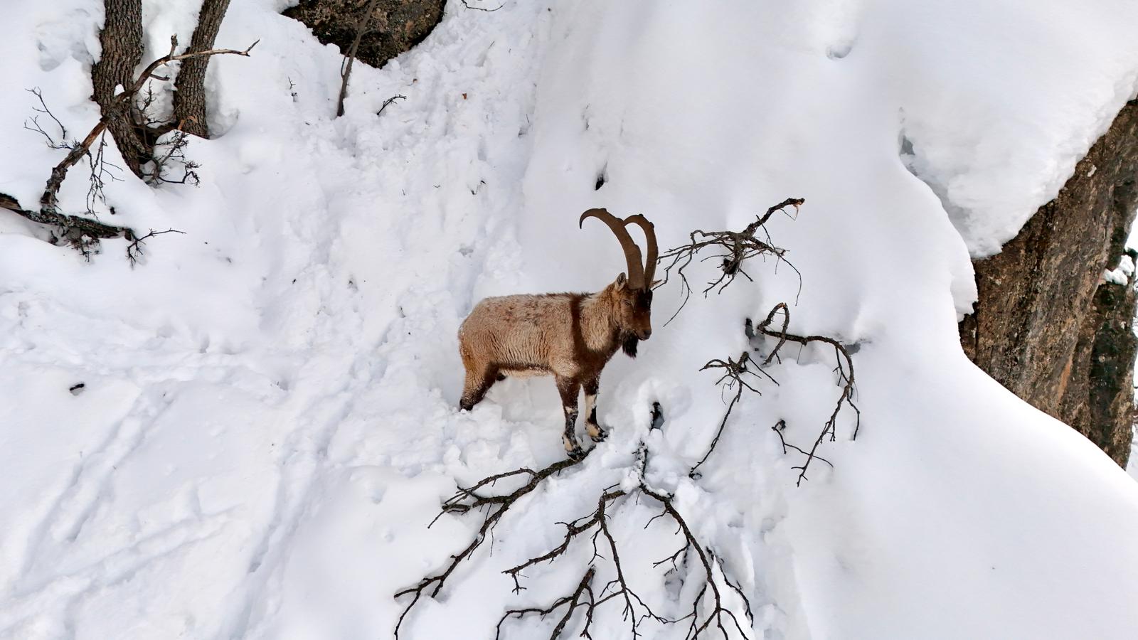 K A R L A K A P L I M U N Z U R V A D I S I N D E Y I Y E C E K A R 1136300 337323