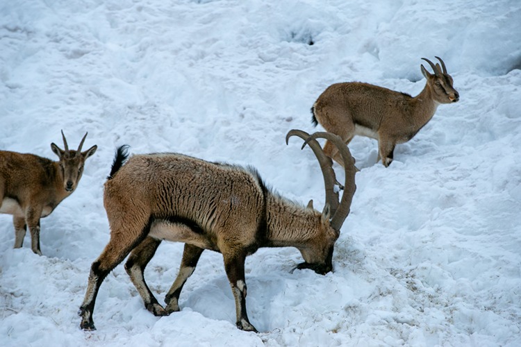 Adıyaman Dağ Keçileri