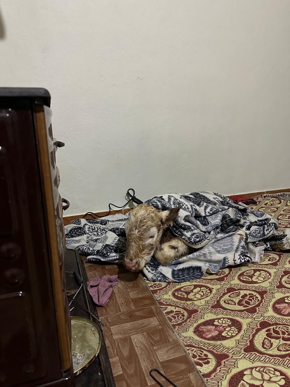 S O G U K T A N E T K I L E N E N B U Z A G I Y I E V I N E G E T I R I 1094059 324745