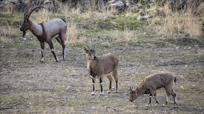 Thumbs B C 685Dd52647C3F939648A08F4E3Ed7Cd9