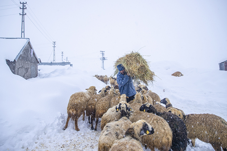 Ovacık’ta 2,5 metre kara rağmen üretim sürüyor