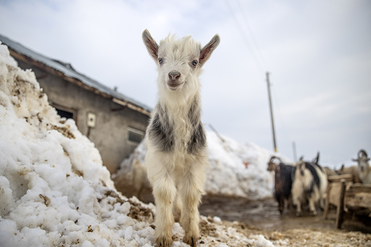 Ovacık’ta 2,5 metre kara rağmen üretim sürüyor