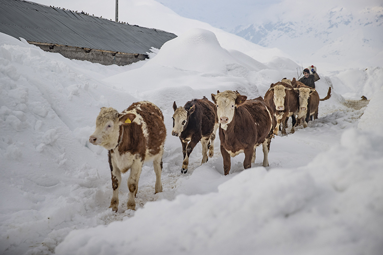 Ovacık’ta 2,5 metre kara rağmen üretim sürüyor