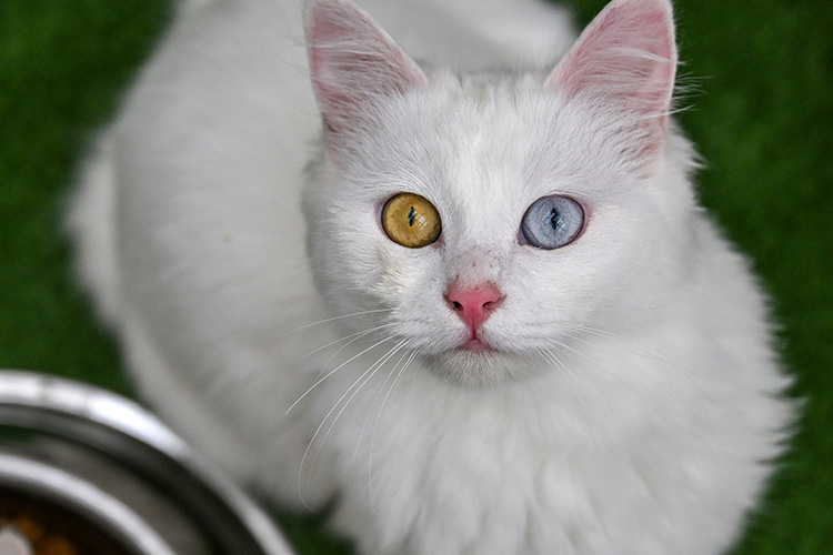 Van'da hedef orijinal Van kedisi yavru sayısını artırmak