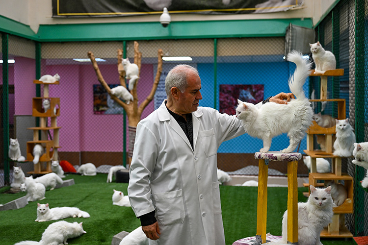 Van'da hedef orijinal Van kedisi yavru sayısını artırmak