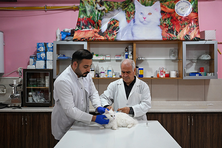 Van'da hedef orijinal Van kedisi yavru sayısını artırmak