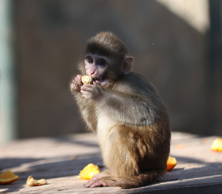 Kurtarılan maymun yavrusu güvenli barınağa yerleştirildi