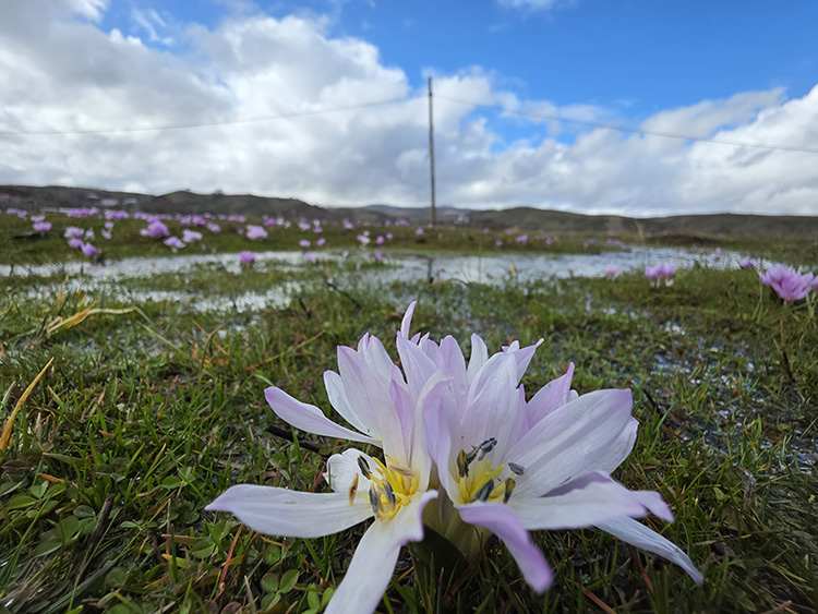 Bingöl'de baharın müjdecisi çiğdemler açtı