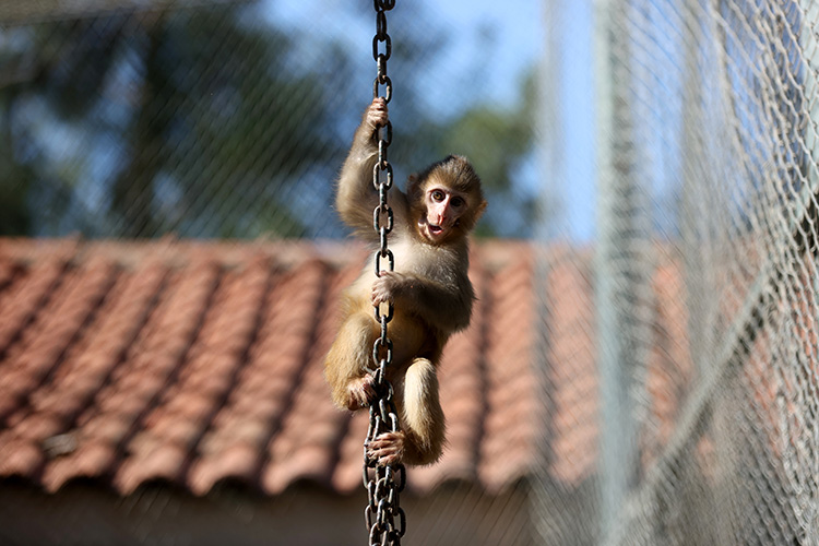 Kurtarılan maymun yavrusu güvenli barınağa yerleştirildi