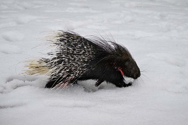 Doğada nadir görülen Hint oklu kirpi tedavi altına alındı