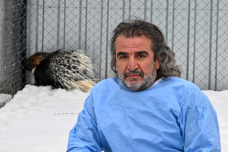 Doğada nadir görülen Hint oklu kirpi tedavi altına alındı