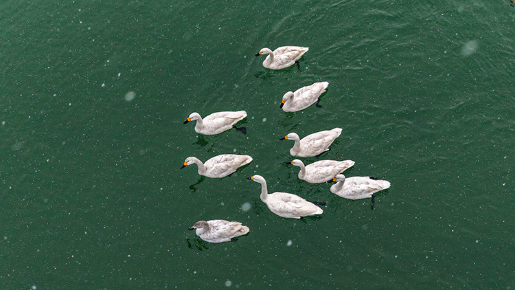 2026 9 20260202 2 72766867 121810827