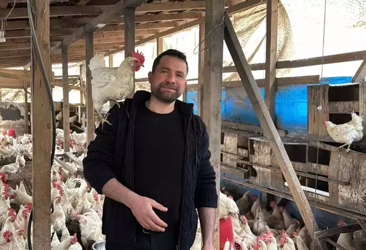 Strese giren tavukları için kümeste mısır patlatıyor