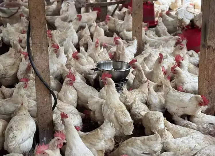 Strese giren tavukları için kümeste mısır patlatıyor