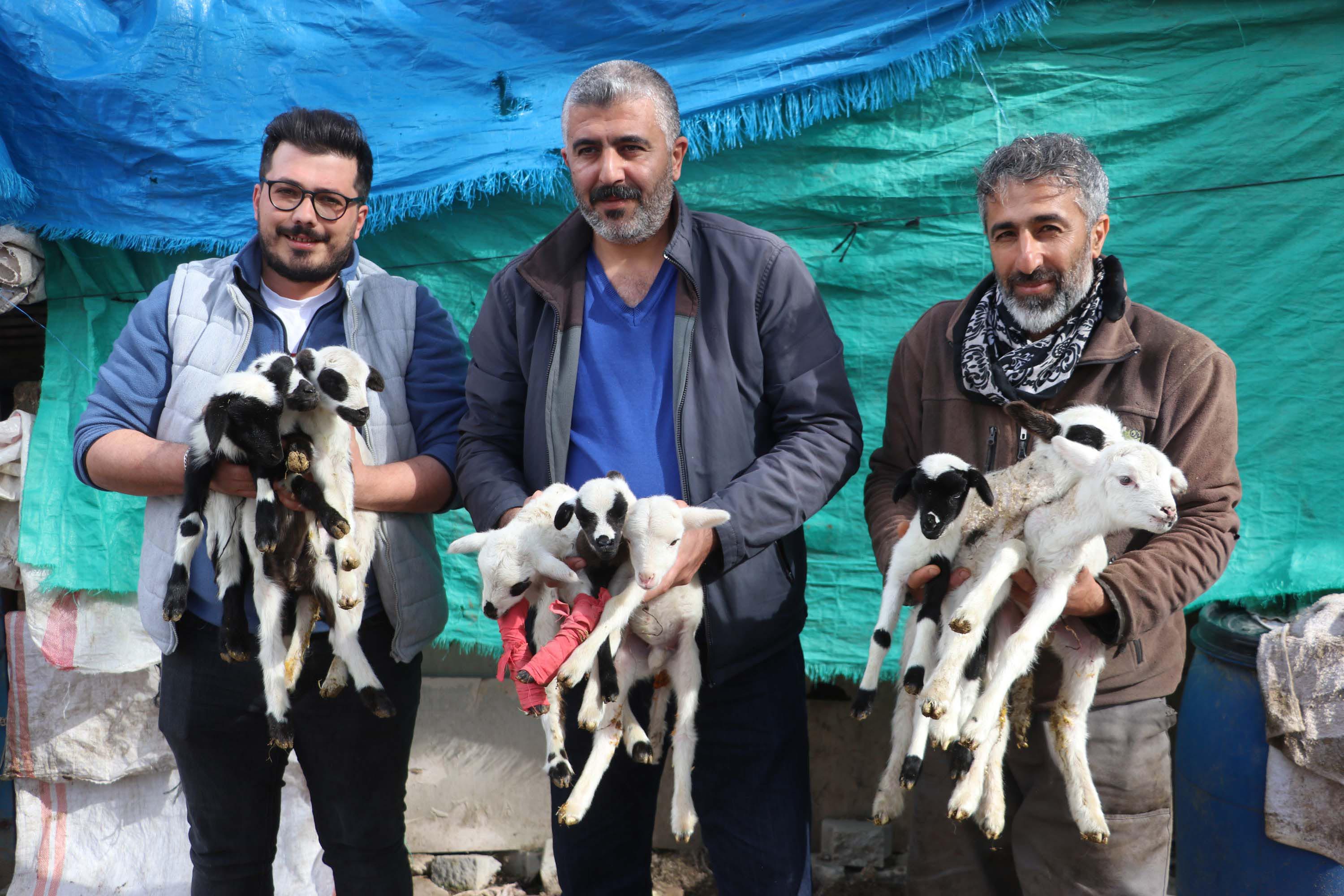 Koyun tek batında 9 yavru doğurdu