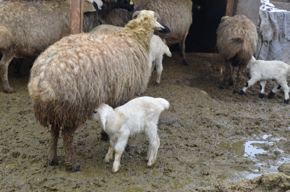 Kuzu ve oğlaklar besicilerin mesaisini artırdı