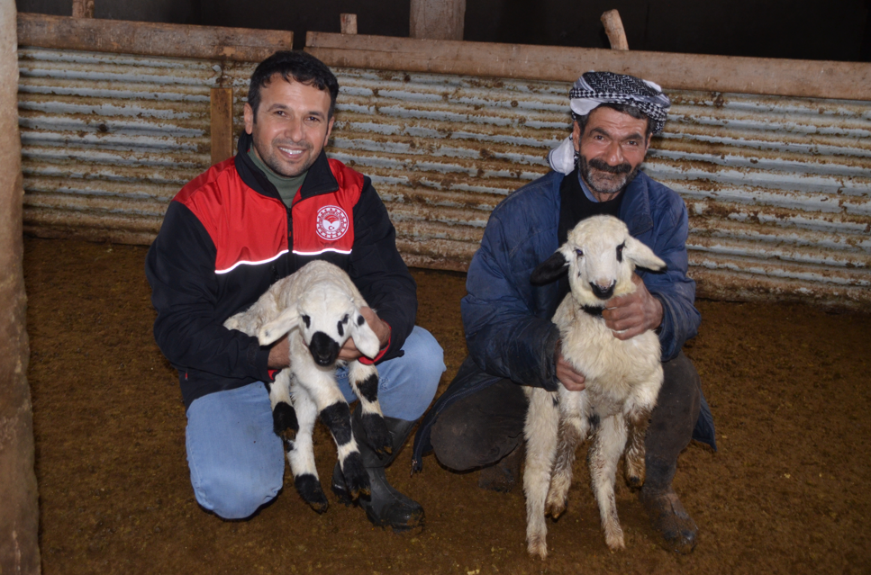 Kuzu ve oğlaklar besicilerin mesaisini artırdı