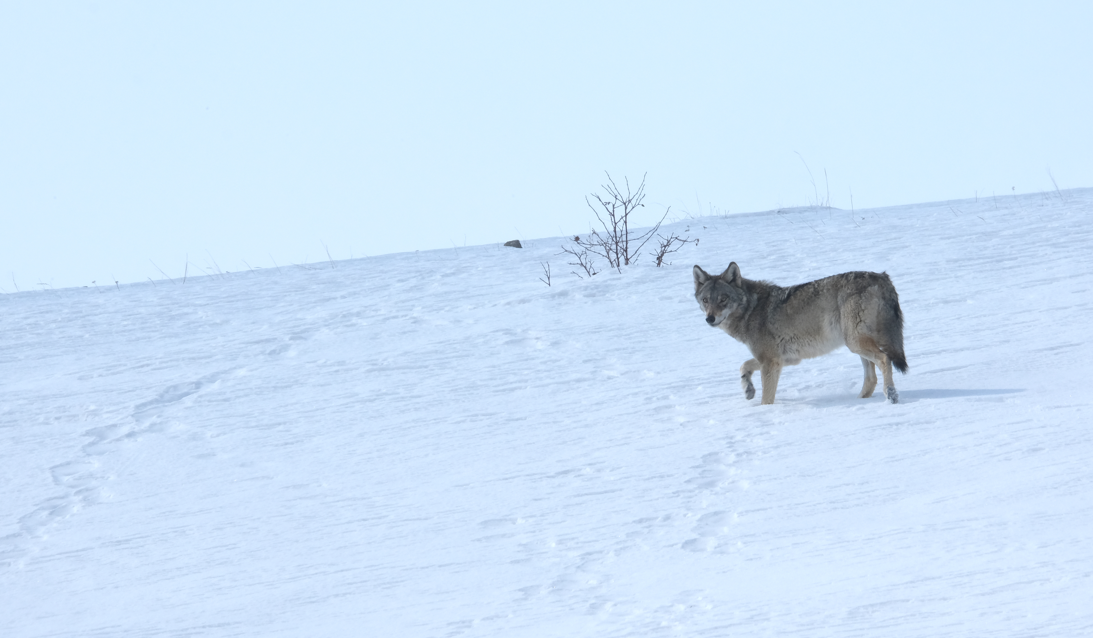 Uydu vericisi takılan kurtların kardaki izleri inceleniyor