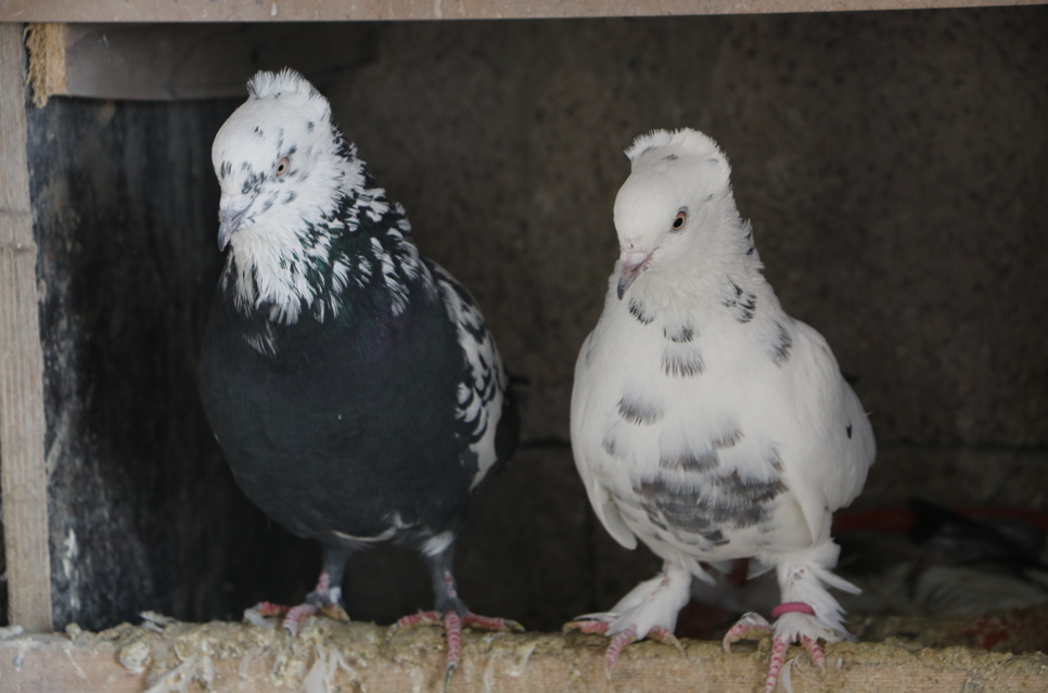 Evinin damında 3 ırktan 50 güvercin besliyor