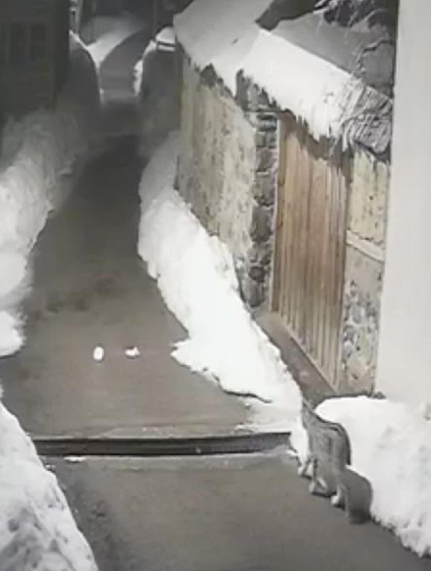 Köyde kedi avlayan vaşak kamerada